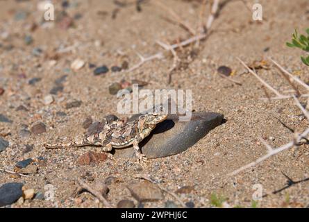 Krötenkopf-Agamen Phrynocephalus in der natürlichen Umgebung der mongolischen Wüste sitzt auf Kies in der Wüste. Westliche Mongolei. Stockfoto