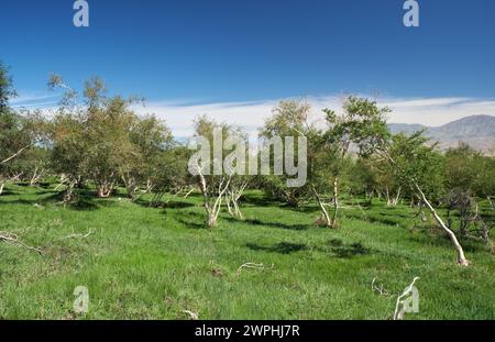 Auenwald-Birkenwald in Khovd Aimak in der Mongolei. Stockfoto