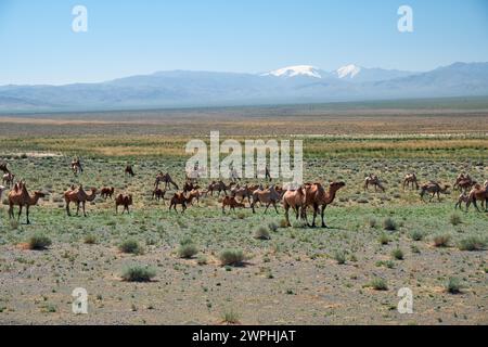 Herde baktriischer Kamele in der mongolischen Steinwüste. Westliche Mongolei. Stockfoto
