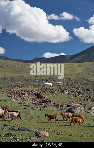 Mongolische Landschaft mit Bergsteppe unter fliessenden Kumuluswolken am blauen Himmel, Jurten und Ziegenherden. Natürliche Berggrenze Tsagduult, westlich Stockfoto