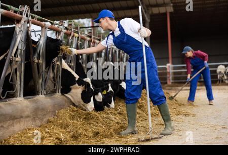 Fokussierte männliche Landwirte in Europa, die Heu anordnen und Kühe in Viehzuchtbetrieben füttern Stockfoto