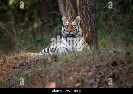 Tiger - Tigress - bekannt als Biruhli in the Woodland, Bandhavgarh, Februar 2024 Stockfoto