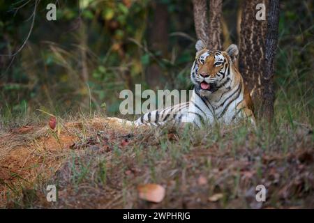 Tiger - Tigress - bekannt als Biruhli in the Woodland, Bandhavgarh, Februar 2024 Stockfoto