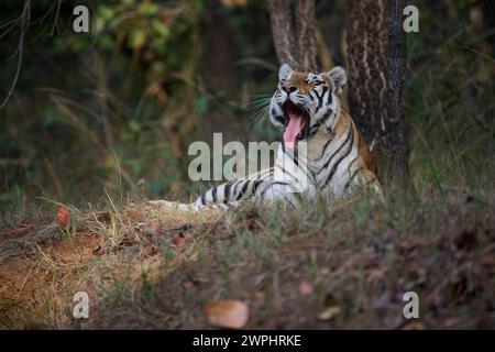 Tiger - Tigress - bekannt als Biruhli in the Woodland, Bandhavgarh, Februar 2024 Stockfoto