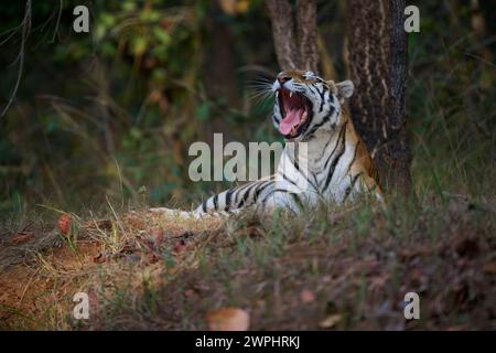 Tiger - Tigress - bekannt als Biruhli in the Woodland, Bandhavgarh, Februar 2024 Stockfoto