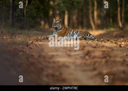 Tiger - Tigress - bekannt als Biruhli in the Woodland, Bandhavgarh, Februar 2024 Stockfoto