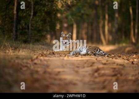 Tiger - Tigress - bekannt als Biruhli in the Woodland, Bandhavgarh, Februar 2024 Stockfoto