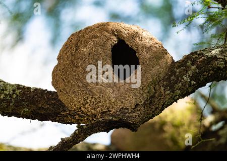 Horneros (Furnarius rufus) bauen ihr Tonnest auf einem Baum in Form eines Lehmofens, daher Ovenvogel genannt. Argentinien Stockfoto