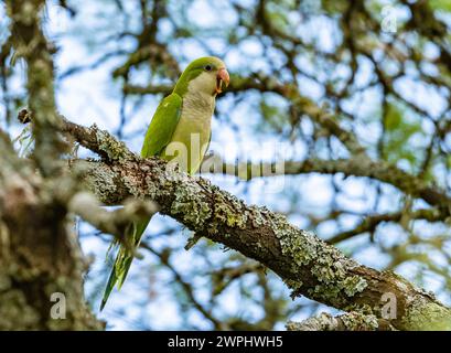 Ein Mönchsittich (Myiopsitta monachus), der auf einem Zweig thront. Argentinien. Stockfoto