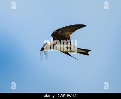 Ein Martin mit braunem Oberkörper (Progne tapera) fing eine Libelle im Flug. Argentinien. Stockfoto