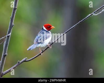 Ein Kardinal mit Gelbschnabel (Paroaria capitata), der auf einem Zweig thront. Argentinien. Stockfoto