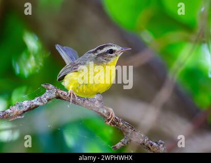 Ein goldener Warbler (Basileuterus culicivorus), der auf einem Ast thront. Argentinien. Stockfoto