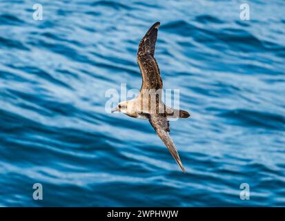 Ein Atlantischer Petrel (Pterodroma incerta), der über den Ozean fliegt. Südatlantik. Stockfoto