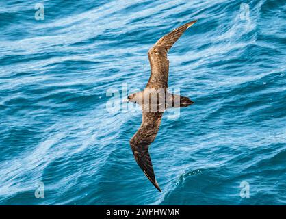 Ein weißköpfiger Petrel (Procellaria aequinoctialis), der über den Ozean fliegt. Südatlantik. Stockfoto