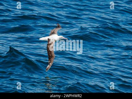 Ein Northern Royal Albatross (Diomedea sanfordi), der über den Ozean fliegt. Südatlantik. Stockfoto