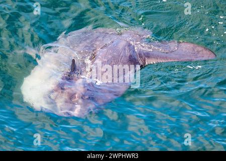 Ein Ocean Sunfish oder Common Mola (Mola mola), einer der größten knöchernen Fische, schwimmt im Ozean. Südatlantik. Stockfoto