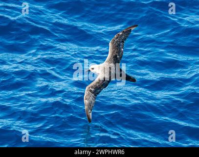 Ein weiches Gefieder (Pterodroma mollis), das über den Ozean fliegt. Südatlantik. Stockfoto