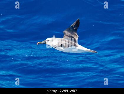 Ein Atlantischer Gelbnasen-Albatros (Thalassarche chlororhynchos), der über den Ozean fliegt. Südatlantik. Stockfoto