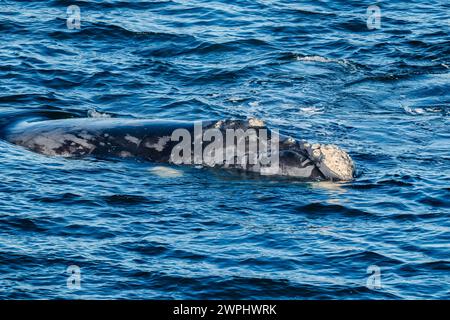 Ein südlicher Glattwal (Eubalaena australis), der im Ozean schwimmt. Südatlantik. Stockfoto