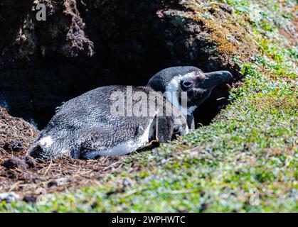 Ein Magellanenpinguin (Spheniscus magellanicus) in seinem Nestgraben. Die Falklandinseln. Stockfoto