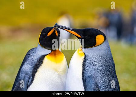 Nahaufnahme eines Paares Königspinguine (Aptenodytes patagonicus). Die Falklandinseln. Stockfoto