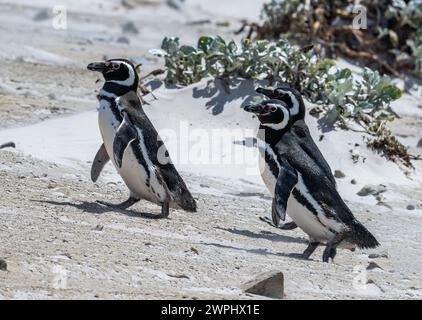 Drei Magellan-Pinguine (Spheniscus magellanicus), die am Sandstrand spazieren. Die Falklandinseln. Stockfoto