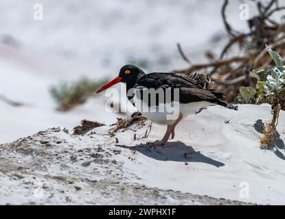 Ein Magellan-Austernfänger (Haematopus leucopodus) an einem Strand. Falkland Island. Stockfoto