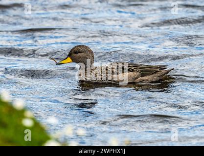 Ein Gelbschnabel-Teal (Anas flavirostris) schwimmt in einem See. Die Falklandinseln. Stockfoto