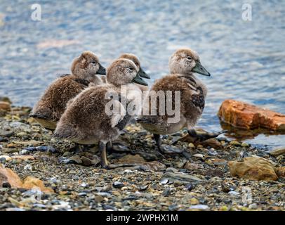 Enten von Falkland Steamer-Ente (Tachyeres brachypterus). Die Falklandinseln. Stockfoto