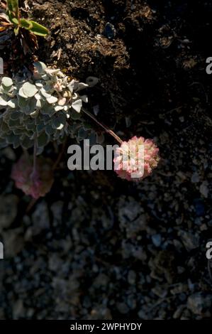 Buchweizen Eriogonum ovalifolium Alpine Lakes Wilderness im US-Bundesstaat Washington Stockfoto