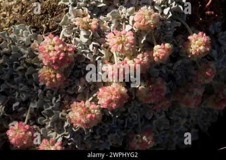 Buchweizen Eriogonum ovalifolium Alpine Lakes Wilderness im US-Bundesstaat Washington Stockfoto