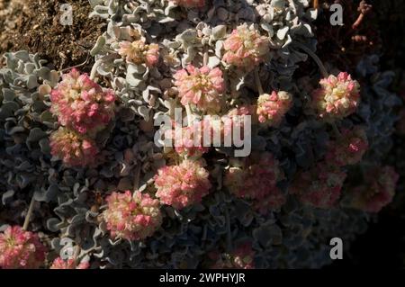 Buchweizen Eriogonum ovalifolium Alpine Lakes Wilderness im US-Bundesstaat Washington Stockfoto