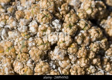 Buchweizen Eriogonum ovalifolium Alpine Lakes Wilderness im US-Bundesstaat Washington Stockfoto