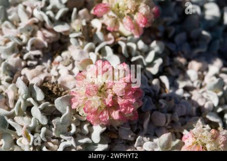 Buchweizen Eriogonum ovalifolium Alpine Lakes Wilderness im US-Bundesstaat Washington Stockfoto