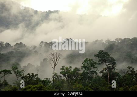 Regenwald am Fuße des Mount Tangkoko und Mount Duasudara in Nord-Sulawesi, Indonesien. Als Teil des Tangkoko Duasudara Nature Reserve (Tangkoko Batuangus Duasudara Nature Reserve) ist der Wald ein geschützter Lebensraum für zwei Primatenarten – Sulawesi Schwarzkammmakaken (Macaca nigra) und Spektraltarsier (Tarsius Spectrum oder Tarsius tarsier), neben Nashornvogel (Rhyticeros cassidix), und viele andere Arten. Die International Union for Conservation of Nature (IUCN) kommt zu dem Schluss, dass steigende Temperaturen unter anderem zu ökologischen, verhaltensbezogenen und physiologischen Veränderungen in Wildtieren geführt haben Stockfoto