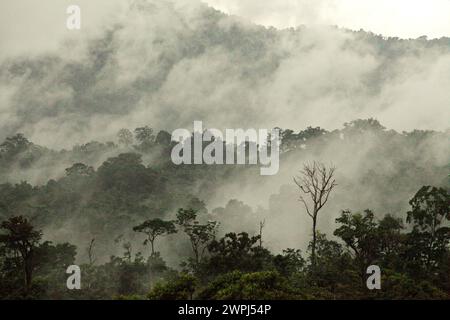 Regenwald am Fuße des Mount Tangkoko und Mount Duasudara in Nord-Sulawesi, Indonesien. Als Teil des Tangkoko Duasudara Nature Reserve (Tangkoko Batuangus Duasudara Nature Reserve) ist der Wald ein geschützter Lebensraum für zwei Primatenarten – Sulawesi Schwarzkammmakaken (Macaca nigra) und Spektraltarsier (Tarsius Spectrum oder Tarsius tarsier), neben Nashornvogel (Rhyticeros cassidix), und viele andere Arten. Die International Union for Conservation of Nature (IUCN) kommt zu dem Schluss, dass steigende Temperaturen unter anderem zu ökologischen, verhaltensbezogenen und physiologischen Veränderungen in Wildtieren geführt haben Stockfoto