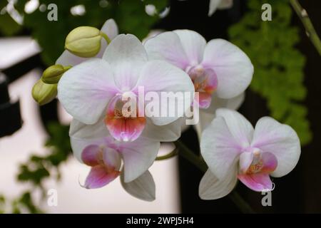 Nahaufnahme der weißen und rosa Phalaenopsis Hybrid Moth Orchidee bei voller Blüte Stockfoto
