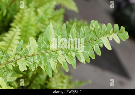 Das bunte Blatt des Boston Fern 'Tiger Fern' mit dem wissenschaftlichen Namen Nephrolepis Exaltata Stockfoto