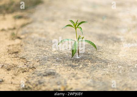 Der Tag der Erde ist ein wichtiger Tag. Es bezieht sich auf die menschliche Existenz auf der Erde. Stockfoto