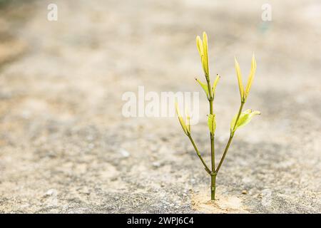 Der Tag der Erde ist ein wichtiger Tag. Es bezieht sich auf die menschliche Existenz auf der Erde. Stockfoto