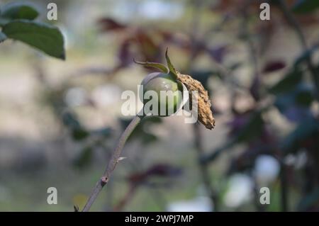 Wilde Pflanzen und Blumen in hoher Auflösung verfügbar und verschiedenen Größen entsprechend die Anforderungen Ihres Projekts Stockfoto