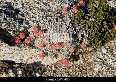 Buchweizen Eriogonum ovalifolium Alpine Lakes Wilderness im US-Bundesstaat Washington Stockfoto