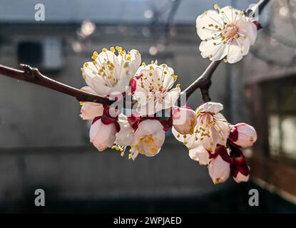 Blüht im Winter. Sibirische Blumen Pflanzen, Äste Stockfoto