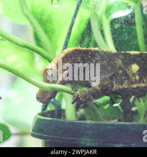 Kammgecko auf einer Pflanze - Rhacodactylus ciliatus, Correlophus ciliatus Stockfoto