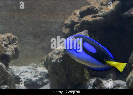 Der Palette Surgeonfish, auch bekannt als Paracanthurus hepatus, ist ein beliebter Aquarienfisch Stockfoto