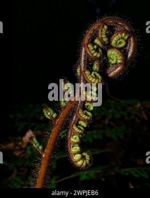 Silhouette eines neuen Farnwedes namens koru, der sich gerade in einem neuen Blatt entfaltet, Aotearoa/Neuseeland. Stockfoto