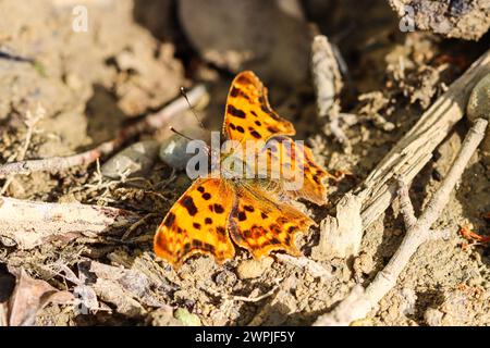 Silbergewaschener fritillarischer Schmetterling auf dem Waldboden - Argynnis Paphia Stockfoto