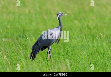 Der Demoiselle-Kran (Grus virgo) Stockfoto