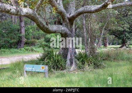 Feigenbaum Flat Picknickplatz im Royal National Park, in der Nähe von Hacking River und Audley Village, Sydney, NSW, Australien Stockfoto