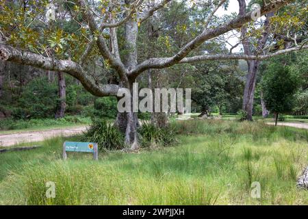 Feigenbaum Flat Picknickplatz im Royal National Park, in der Nähe von Hacking River und Audley Village, Sydney, NSW, Australien Stockfoto